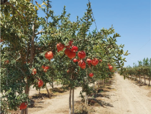 Plantaciones de granada